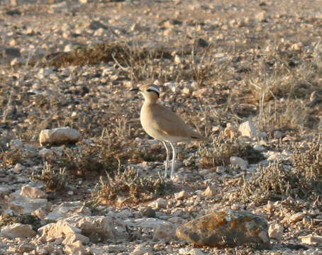 Image of Cream-colored Courser