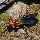 Image of Golden cricket wasp