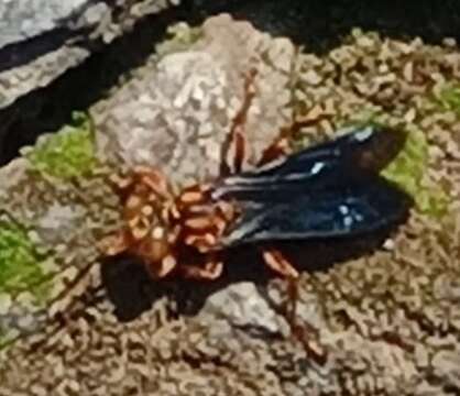 Image of Golden cricket wasp