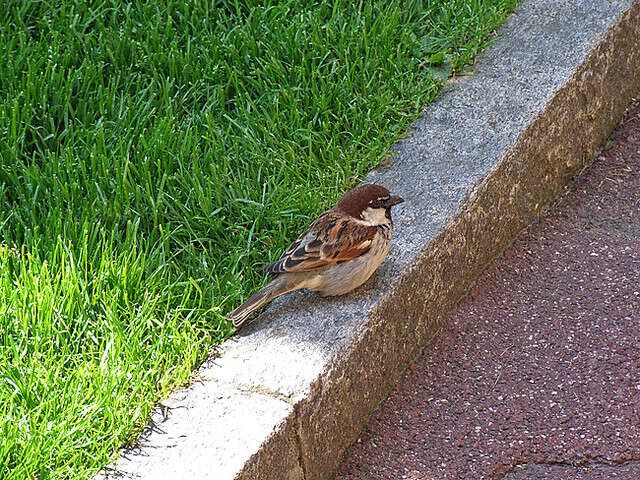 Image of Italian Sparrow