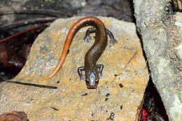 Image of Amuzga Salamander