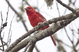 Imagem de Sanhaçu-vermelho