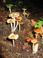 Psilocybe cyanescens Wakef. 1946的圖片