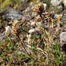 Plancia ëd Centaurea alba L.