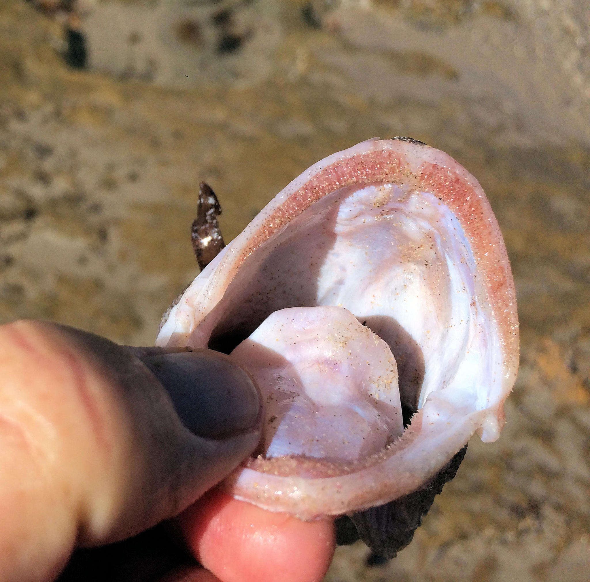 Image of Southern bastard codling