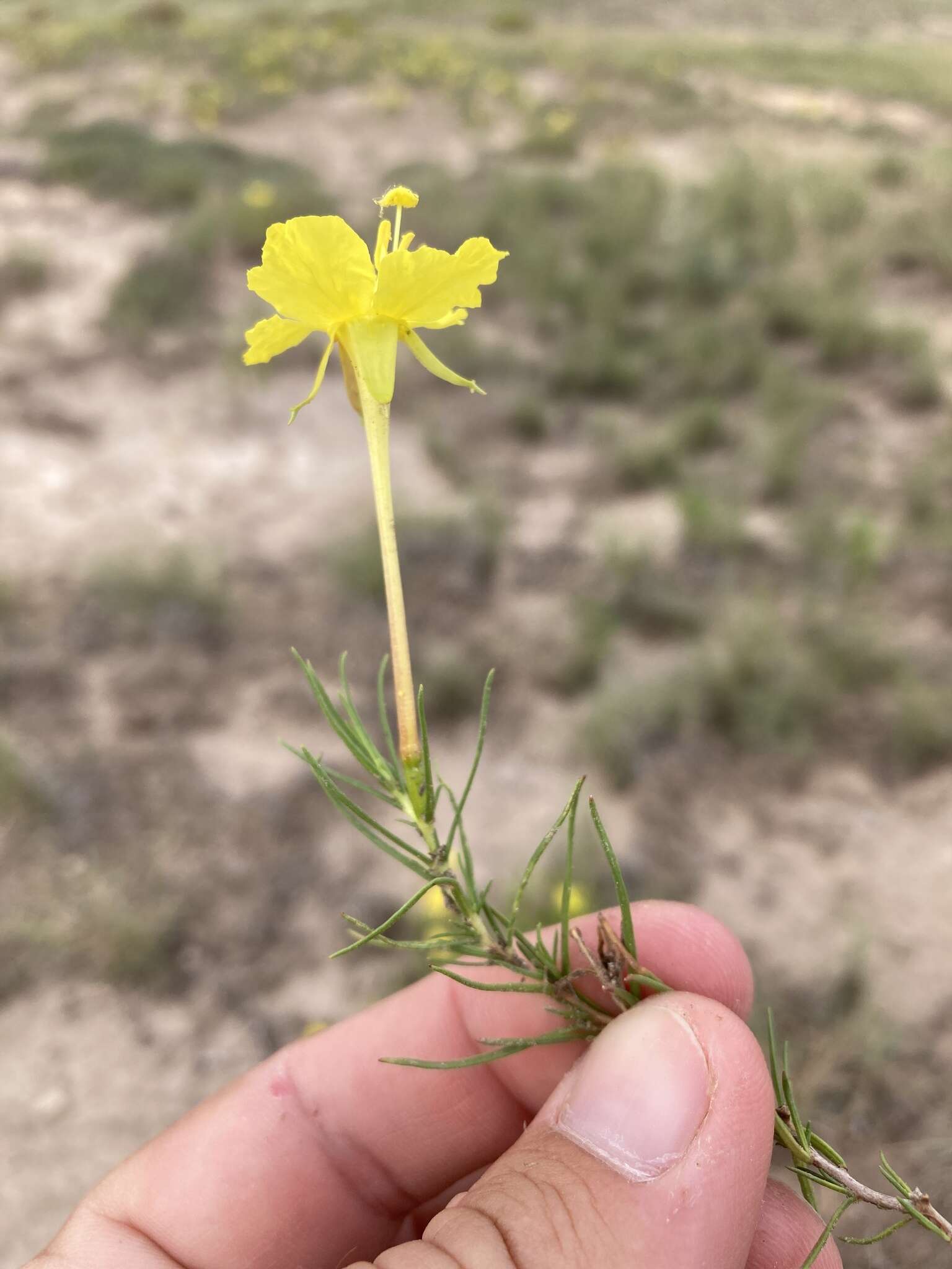 Sivun Oenothera hartwegii subsp. filifolia (Eastw.) W. L. Wagner & Hoch kuva