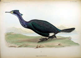 Image of Phalacrocorax Brisson 1760