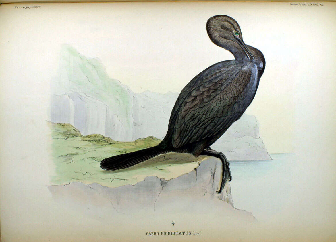 Image of Phalacrocorax Brisson 1760