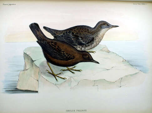 Image of Brown Dipper