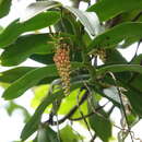 Robiquetia spathulata (Blume) J. J. Sm. resmi