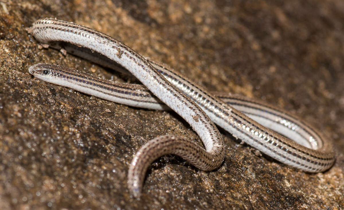 Image of Striated Worm-lizard