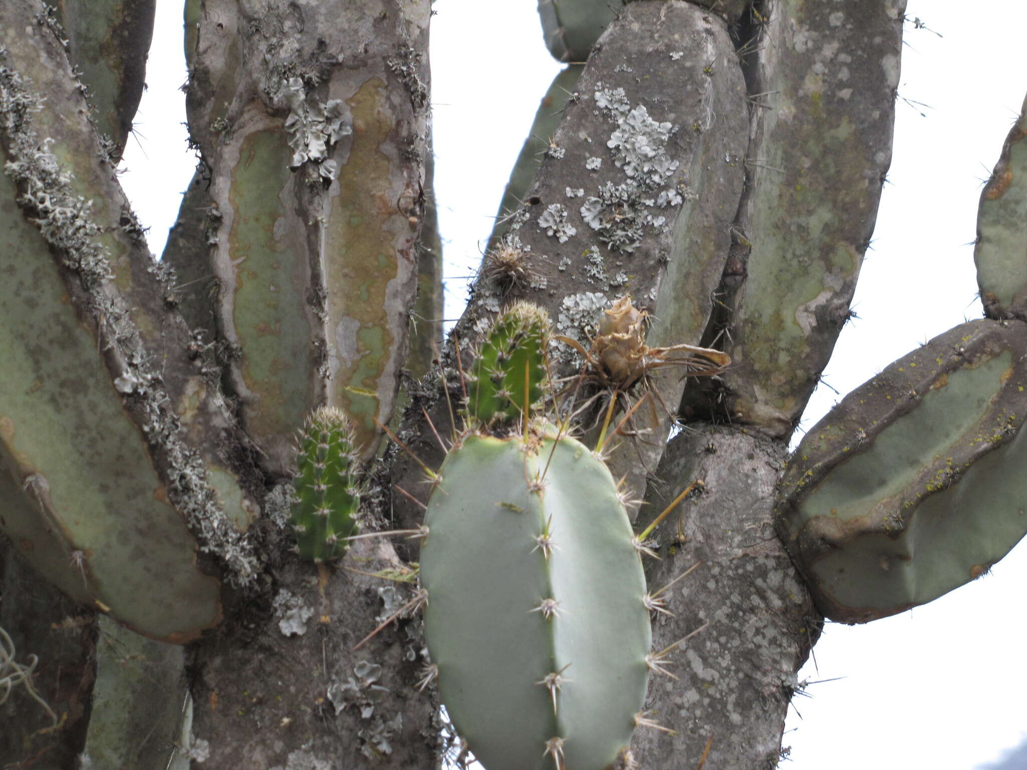 Plancia ëd Armatocereus laetus (Britton & Rose) Backeb.