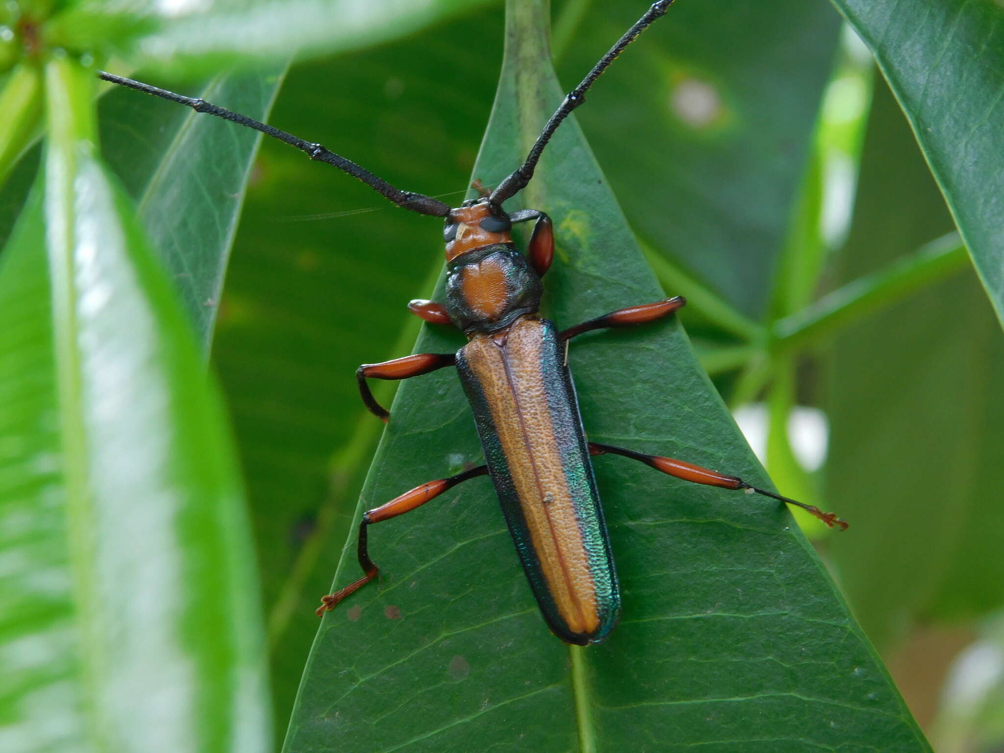 Image of Xystrocera festiva Thomson 1861