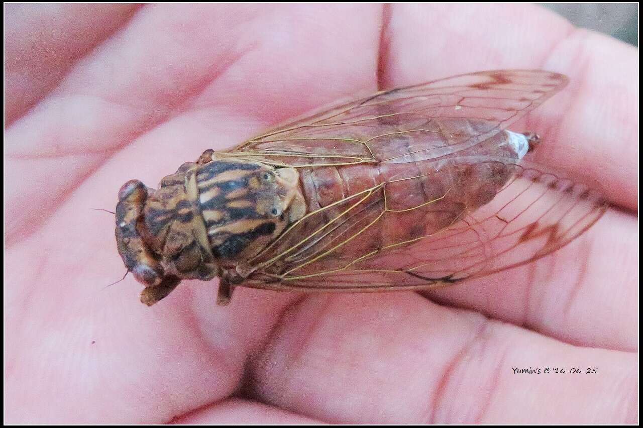 Imagem de Taiwanosemia hoppoensis (Matsumura 1907)