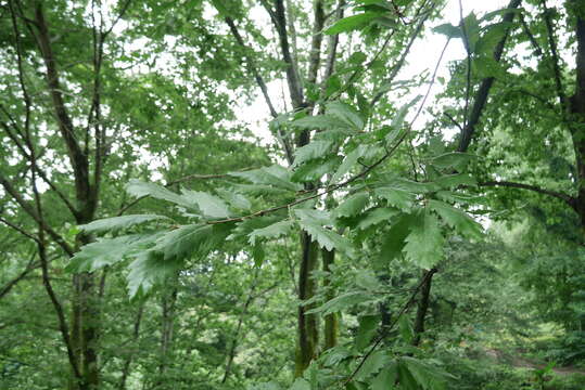 Image of Chestnut-leaved Oak