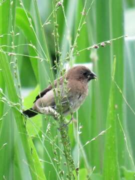 Image of Javan Munia