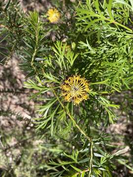 Imagem de Isopogon anemonifolius (Salisb.) Knight