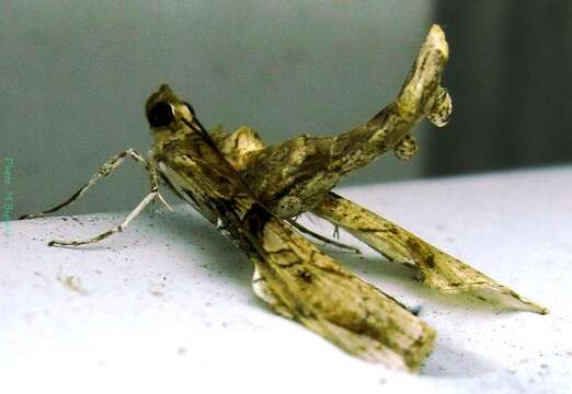 Image of Moth