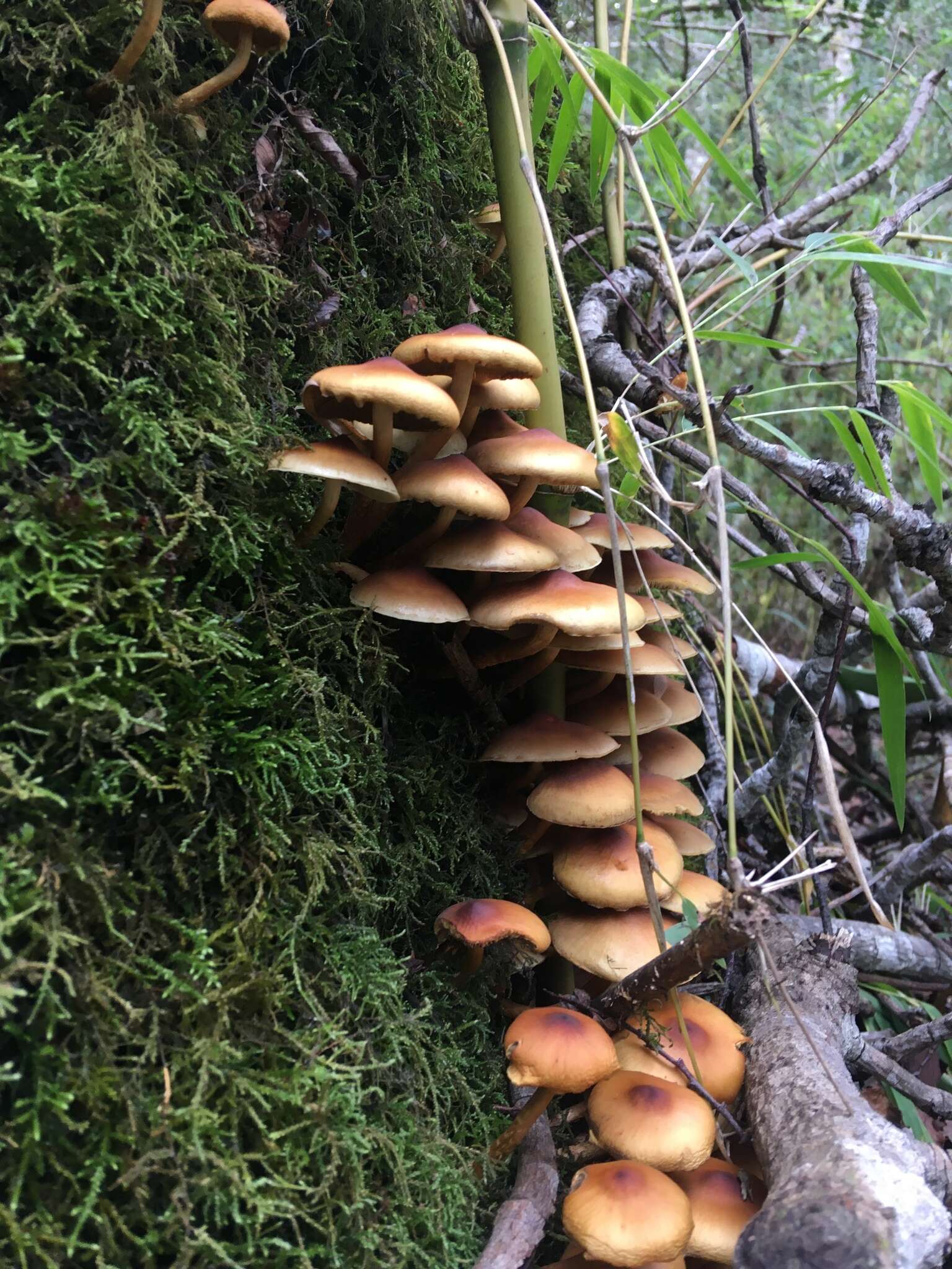 Image of Hypholoma frowardii (Speg.) Garrido 1985