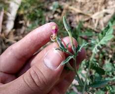 Image of Kunth's Evening-Primrose