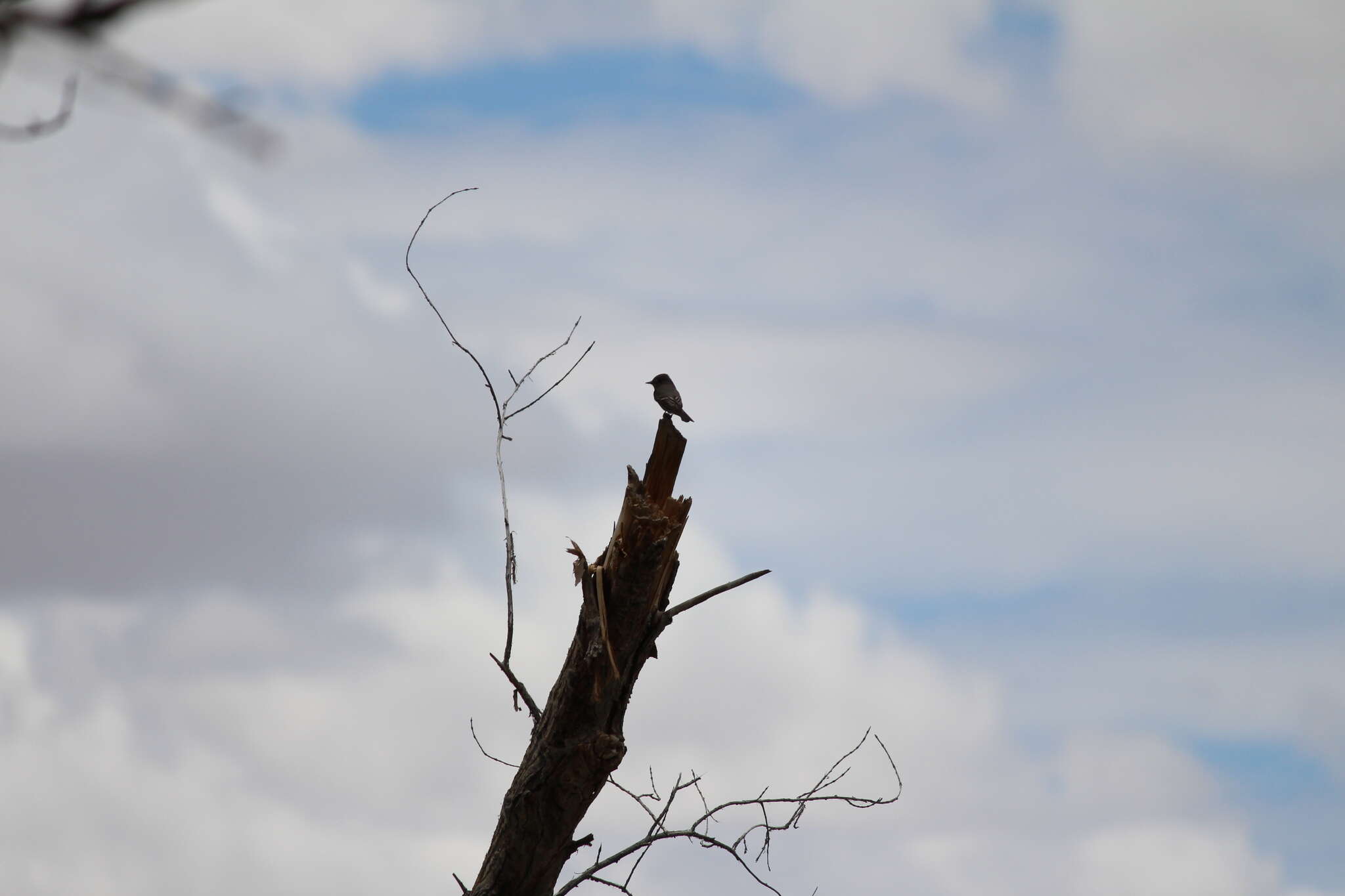 Image of Western Wood Pewee