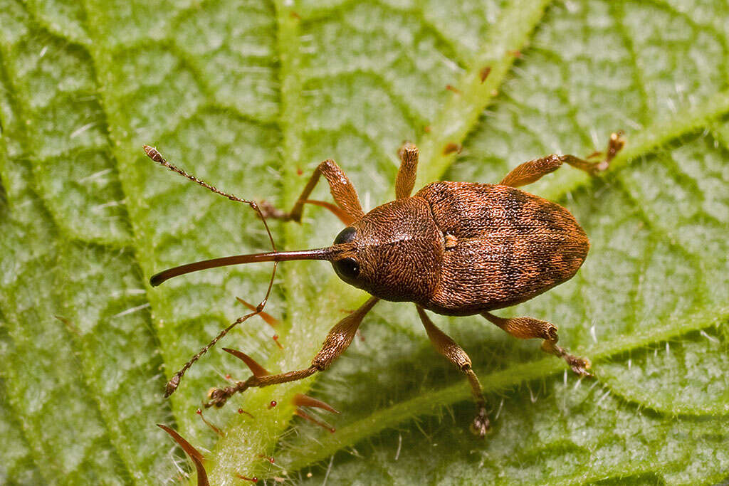 Image of Acorn weevil