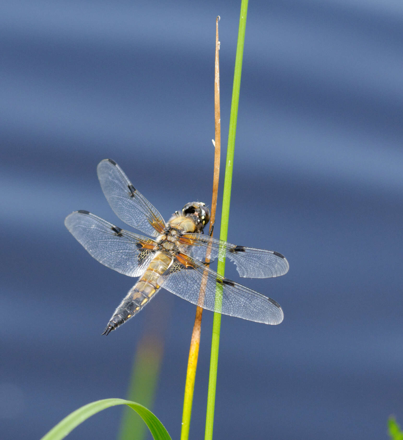 Image of Four-spotted Chaser