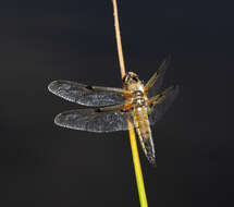 Image of Four-spotted Chaser