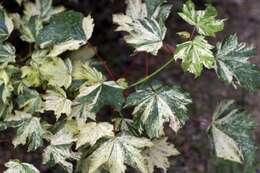 Imagem de Acer pseudoplatanus L.