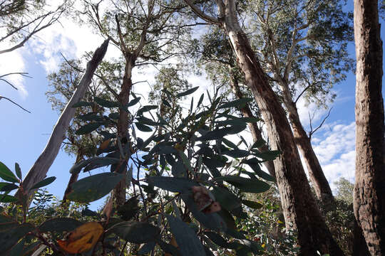 Imagem de Eucalyptus delegatensis F. Müll. ex R. T. Baker