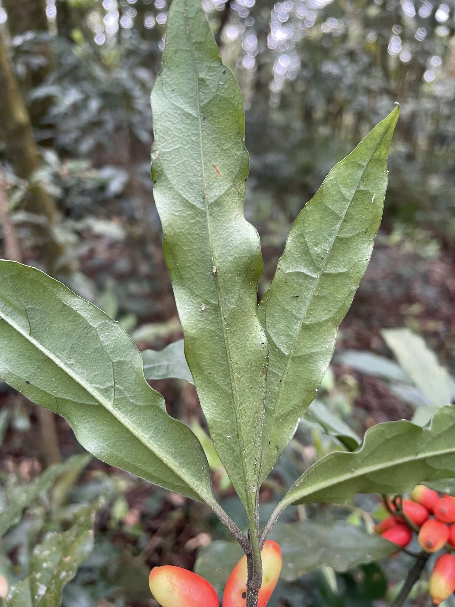 Image of Aucuba chinensis Benth.