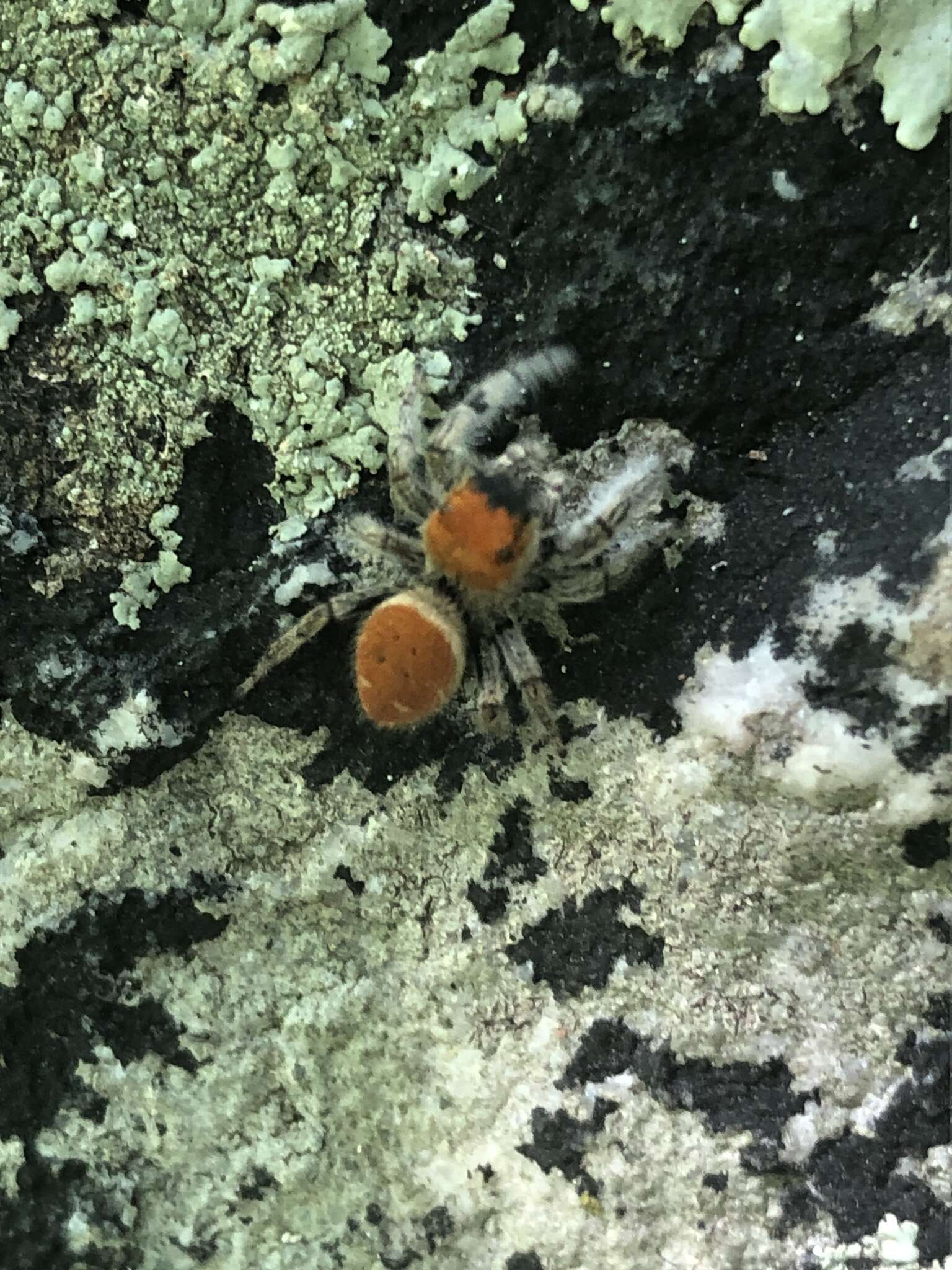 Image of Tawny Jumping Spider