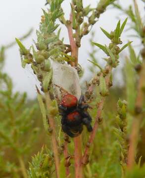 Image of Cardinal Jumper