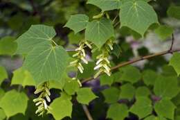 Image of Manchurian Striped Maple