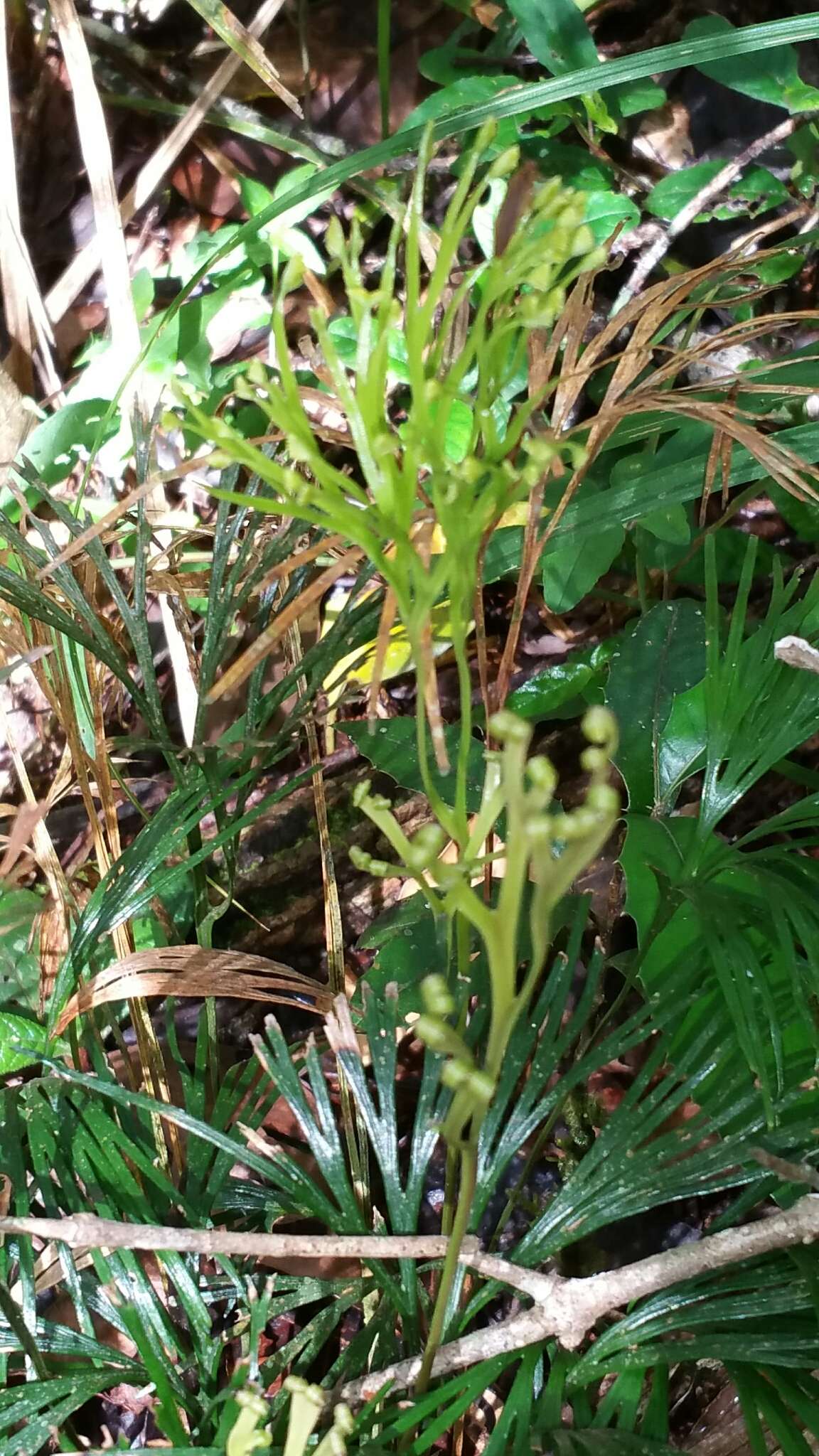 Imagem de Schizaea dichotoma (L.) Sm.