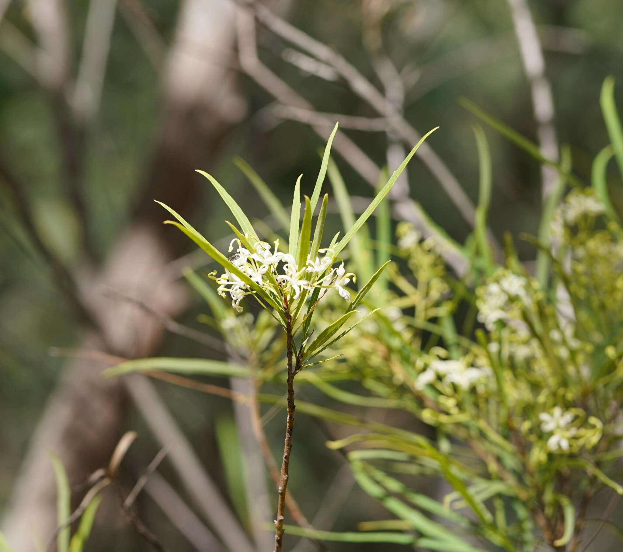 Image de Lomatia myricoides (C. F. Gaertner) Domin