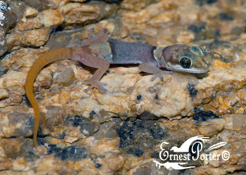 Image of Two-colored Thick-toed Gecko