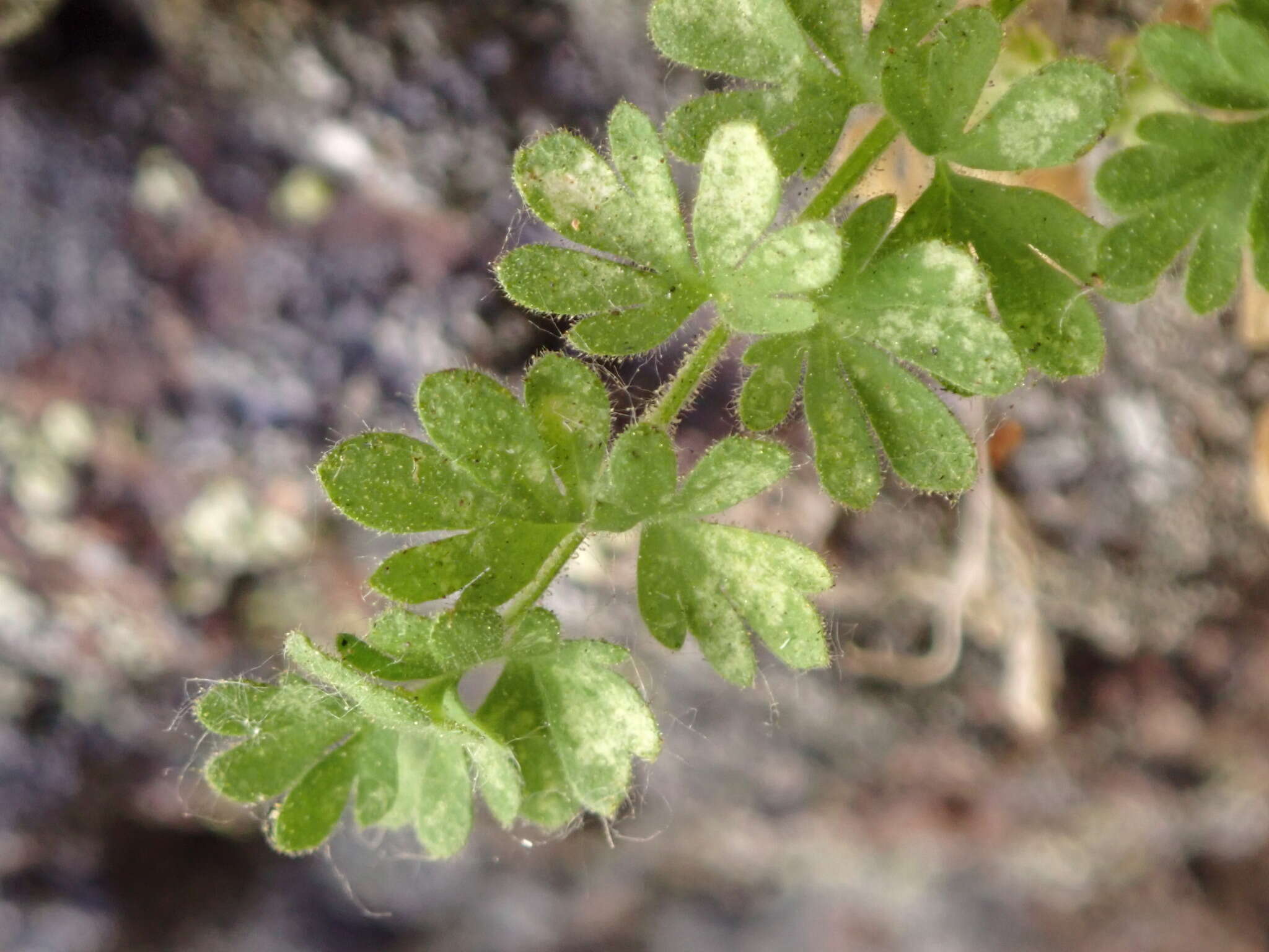 Image de Ivesia arizonica (Eastw. ex J. T. Howell) B. Ertter