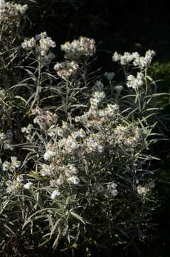 Image of Three-nerved Pearly Everlasting