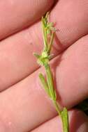 Image of little combseed
