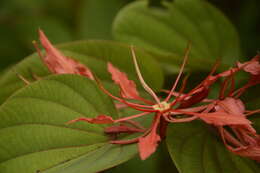 Image of Bauhinia phoenicea Wight & Arn.