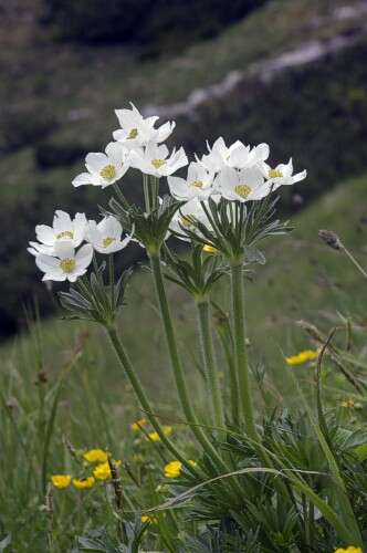 Imagem de Anemonastrum narcissiflorum subsp. narcissiflorum