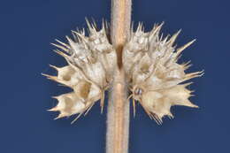 Image of honeyweed