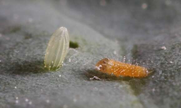 Image of small white