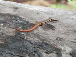 Image of Fire-Tailed Skink