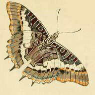 Image of Charaxes pelias