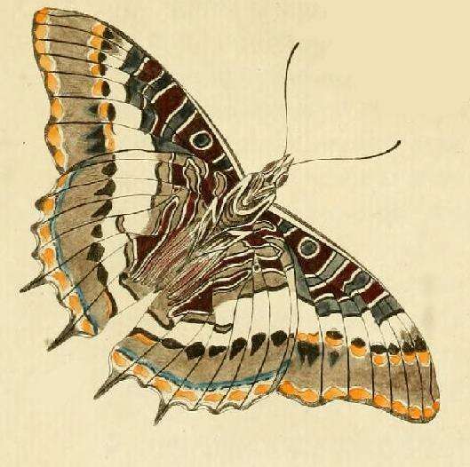 صورة Charaxes pelias