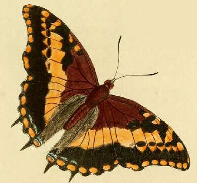 صورة Charaxes pelias