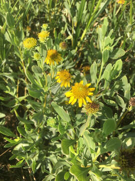 Image of Sea Oxeye