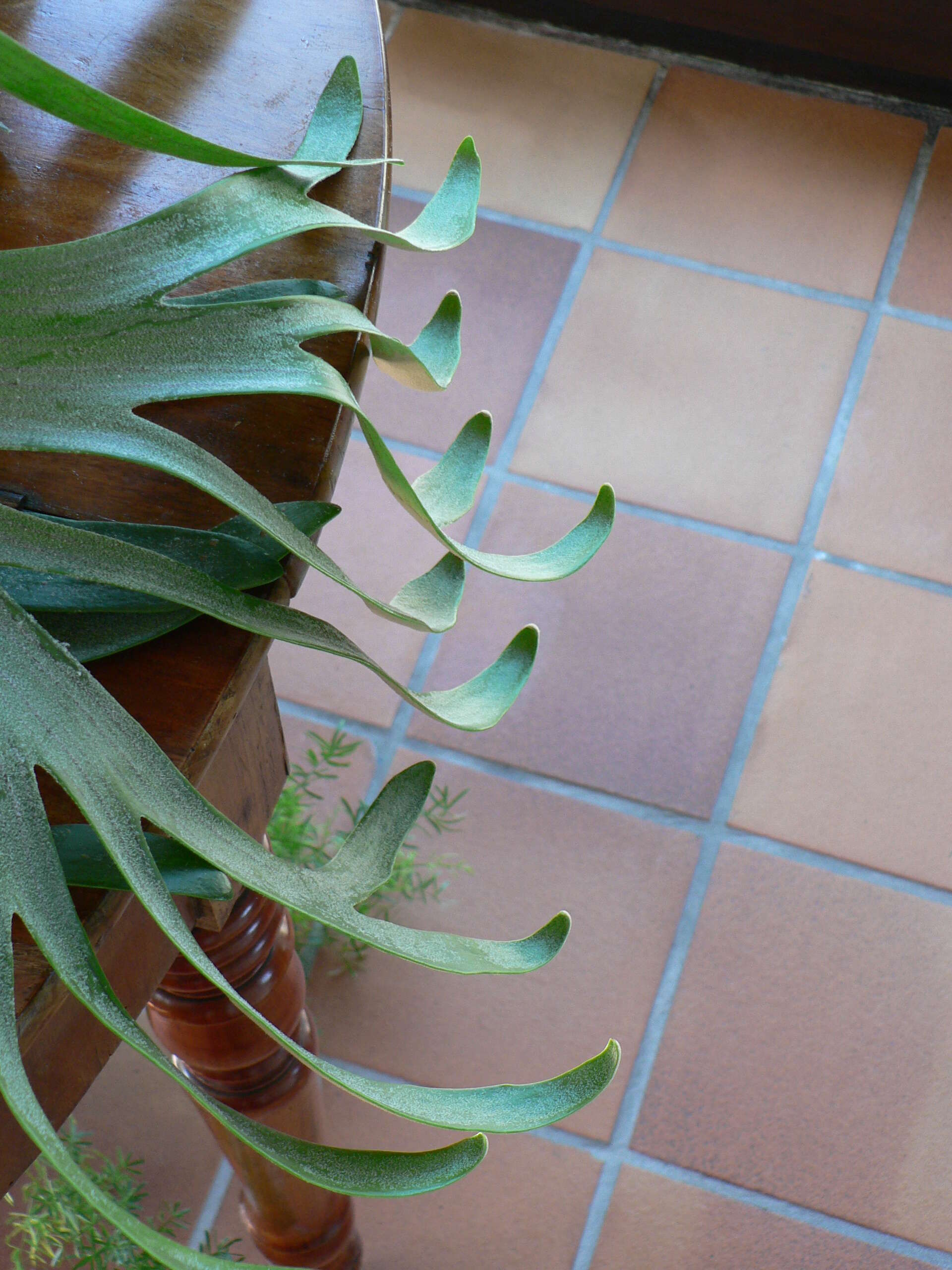 Image of elkhorn fern